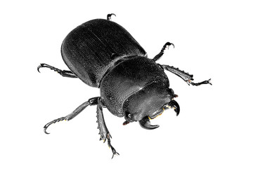 Stag beetle