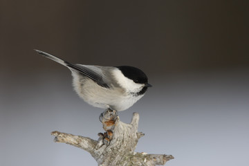 Willow tit, Parus montanus borealis