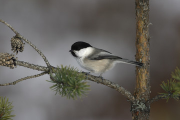 Willow tit, Parus montanus borealis