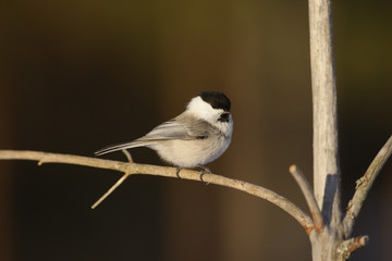 Willow tit, Parus montanus borealis