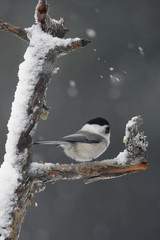 Willow tit, Parus montanus borealis