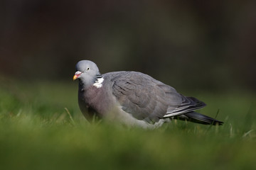 Wood pigeon, Columba palumbus