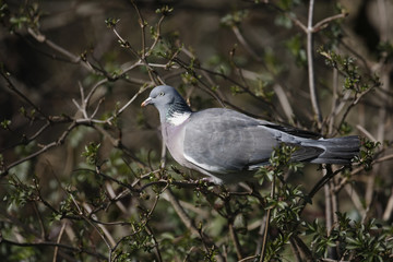 Wood pigeon, Columba palumbus