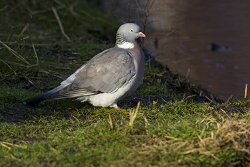 Wood pigeon, Columba palumbus