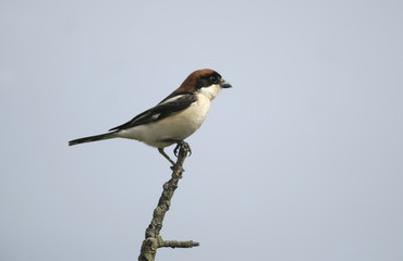 Woodchat shrike, Lanius senator