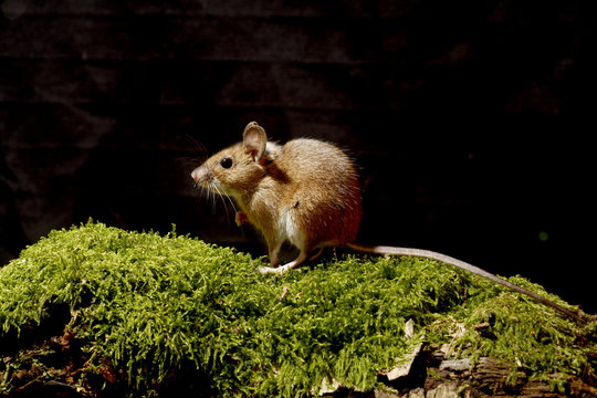 Wood mouse, Apodemus sylvaticus