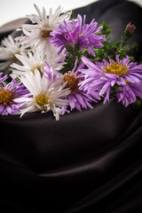 autumn asters