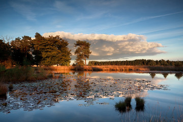 sunset sunlight over wild lake with water lilies