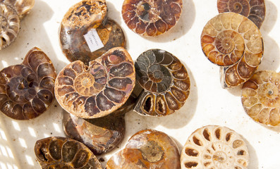 Reperti di Paleontologia