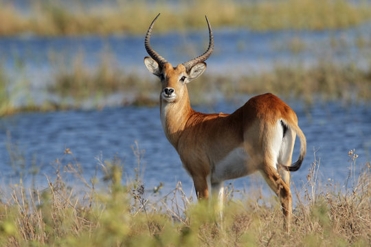 Red lechwe antelope, Chobe National Park