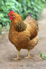 Brown hen