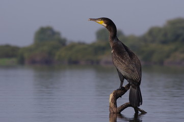 Grand cormoran sur son perchoir 2