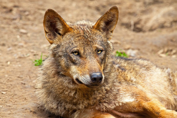 Iberian wolf in the zoo. Headshot.