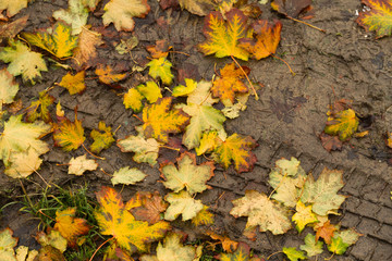 Reifenspuren im herbstlichen Matsch