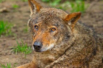 Iberian wolf in the zoo. Headshot.