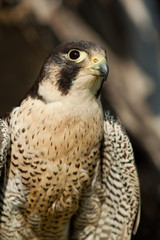 Peregrine falcon