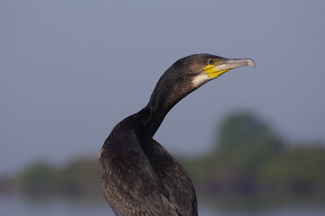 portrait du grand cormoran 2