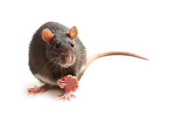 Black rat eating sausage on white