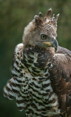 Crowned Eagle