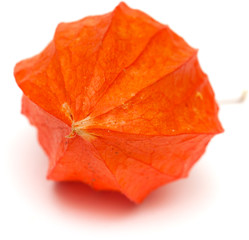 physalis