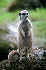 Erdmännchen