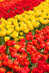 Rows of red and yellow tulips