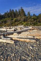 Rocky Beach and Driftwood