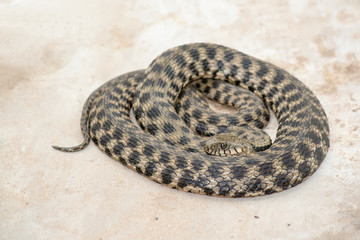 Obraz premium Water snake