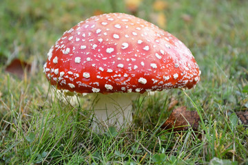 Fly agaric mushroom