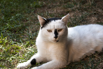 Naklejka na ściany i meble Black and white cat on the grass