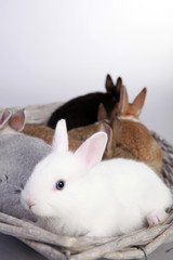 Hase