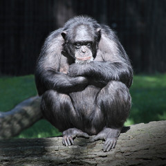 Chimpanzé inquiet.