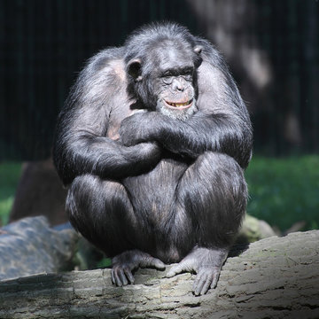 Smiling happy Chimpanzee.