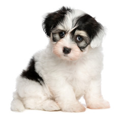 A beautiful sitting white spotted havanese puppy dog