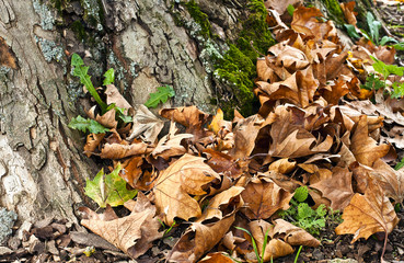 autunno cadono le foglie