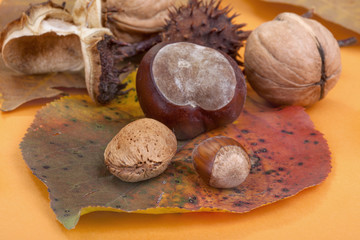 arrangement with walnuts, chestnuts, hazelnuts and almonds