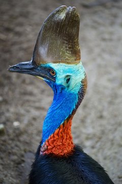 Australian Cassowary