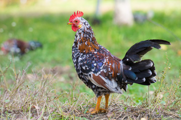 Colored chickens