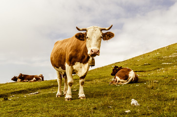 Funny cow looking at you