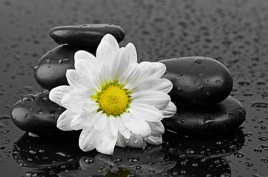 Fototapeta czarne kamienie i biały kwiat z kroplami wody