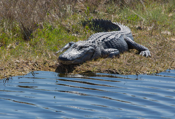 Gator Smile