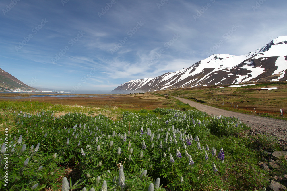 Wall mural Iceland mountain panorama with flowers