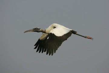 American wood-stork, Mycteria americana