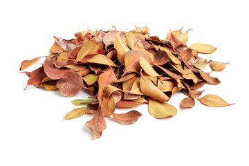 heap of dry leaves on white background