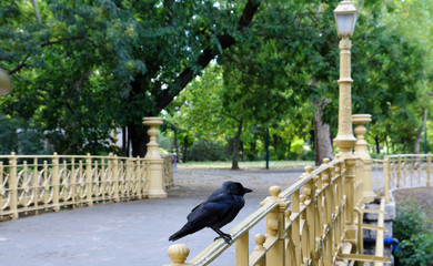 Crow on the bridge