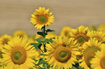 Closeup sunflowers (Helianthus annuus)
