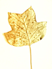 leaf (87)
