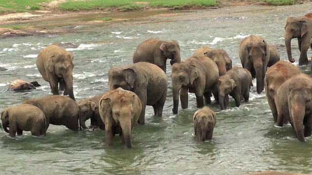 Herd of elephants is bathing in Maha Oya river. Sri Lanka.