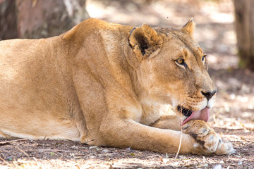 Obraz na płótnie Canvas Lioness licking her paw