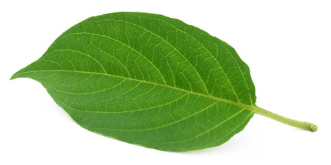 Obraz premium Medicinal Paederia foetida named of in Indian subcontinet